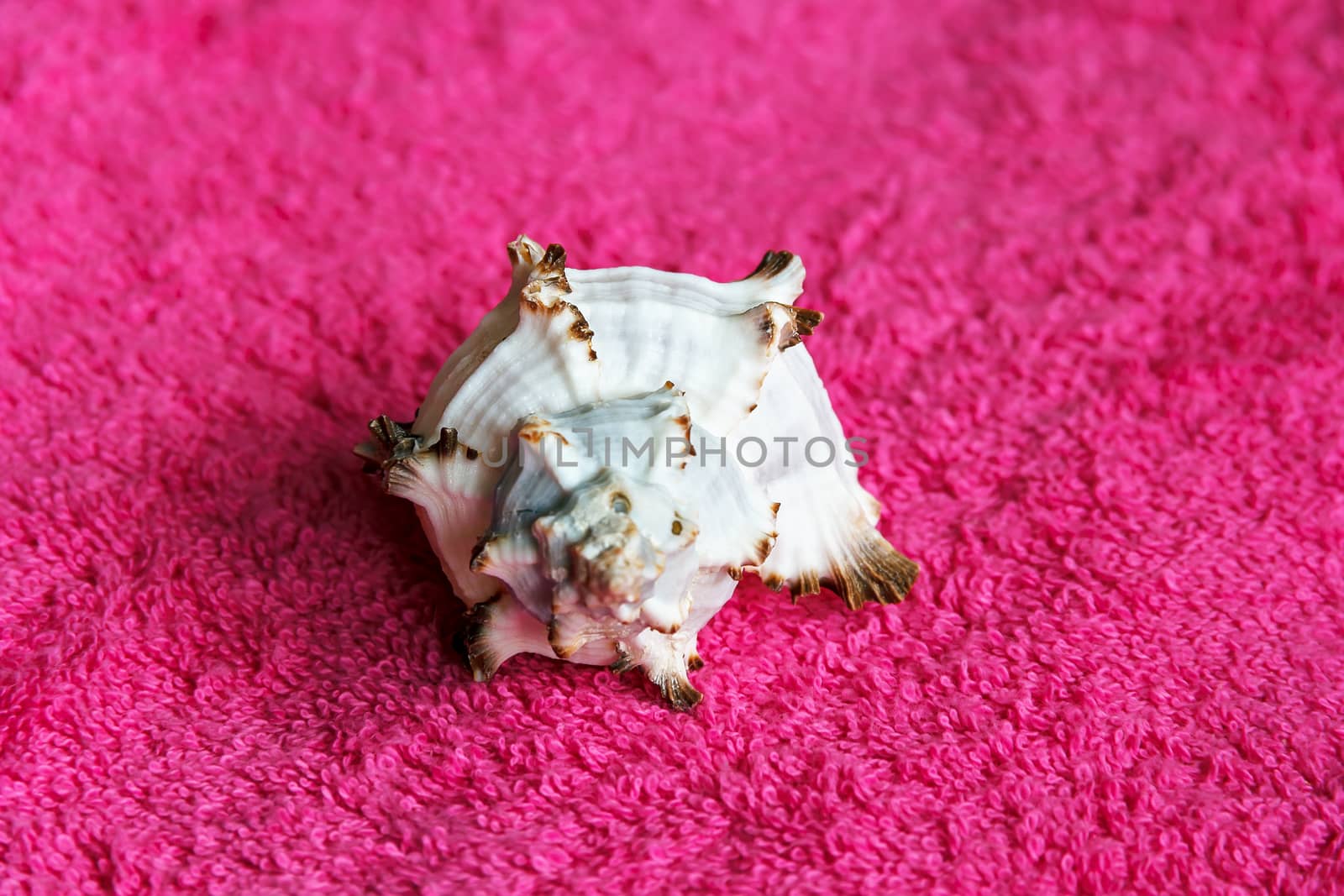 Photo of sea shell laying on magenta towel