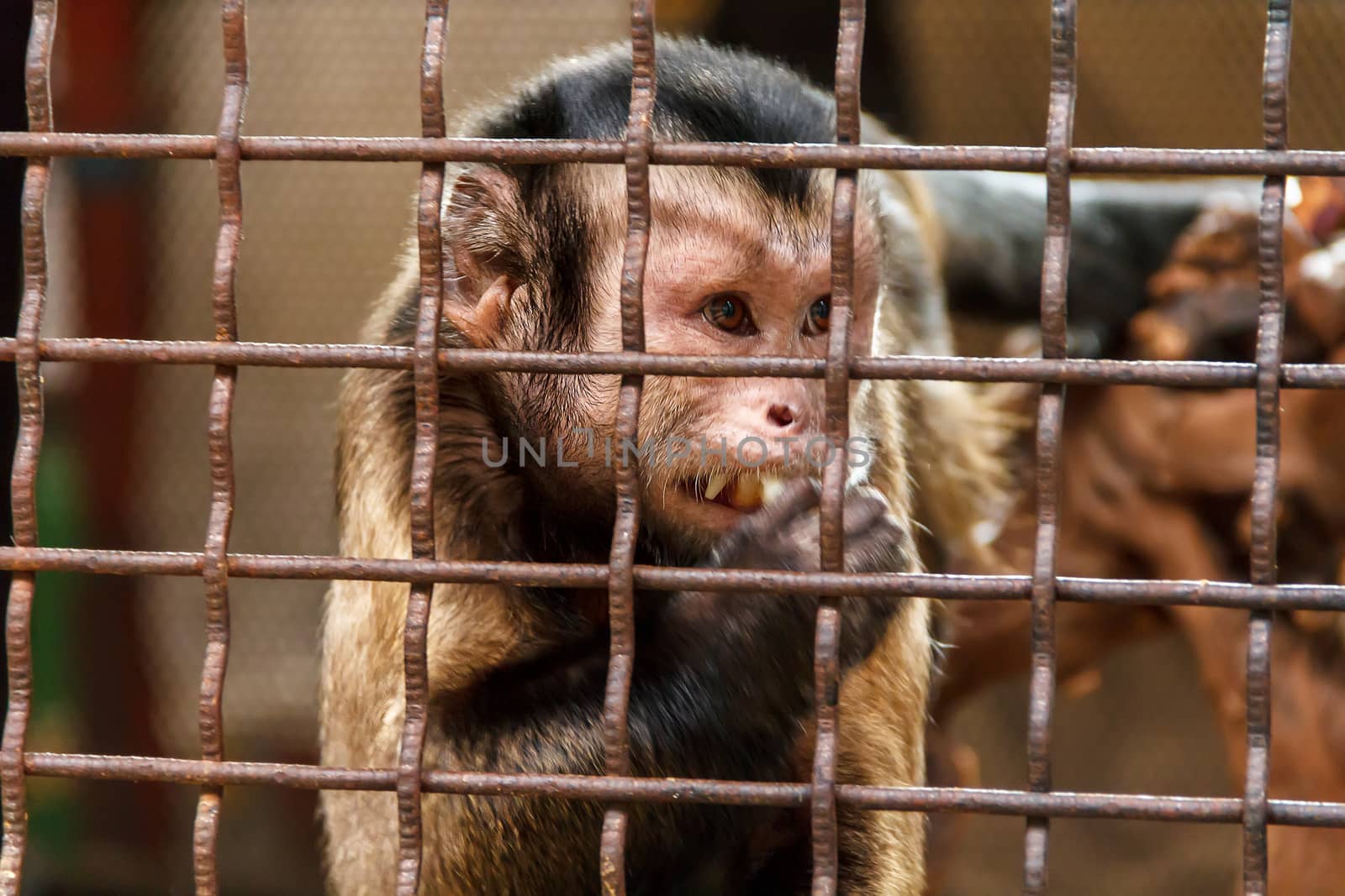 Lonely sad monkey in the zoo cage