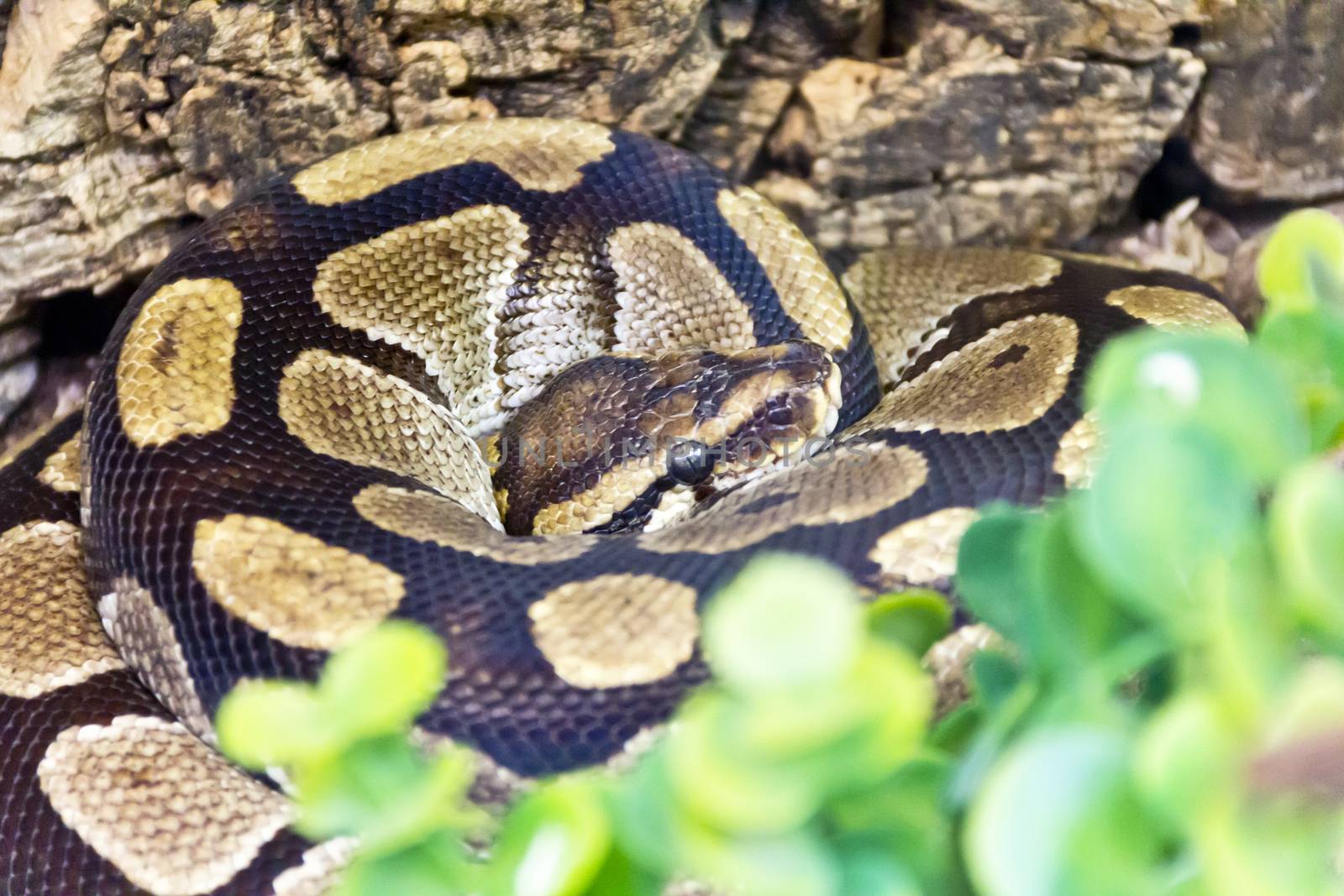 Photo of python head in ring close up