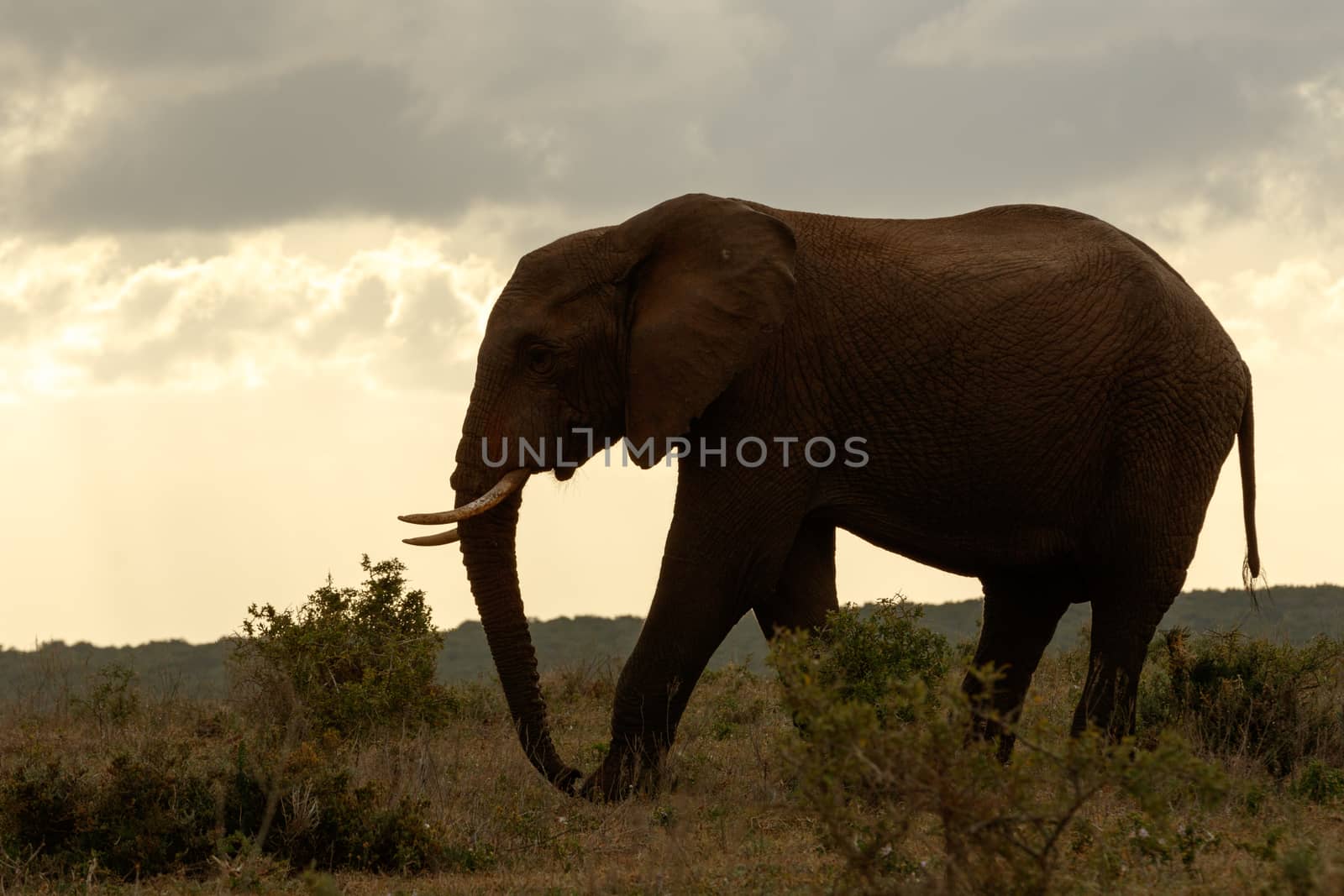 Sundown walk for the Bush Elephant on a cloudy day.