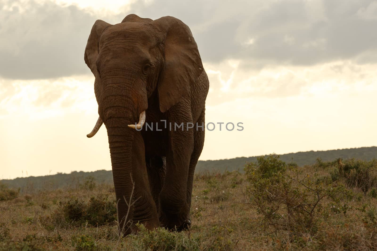 Bush Elephant standing and posing on a sunset.