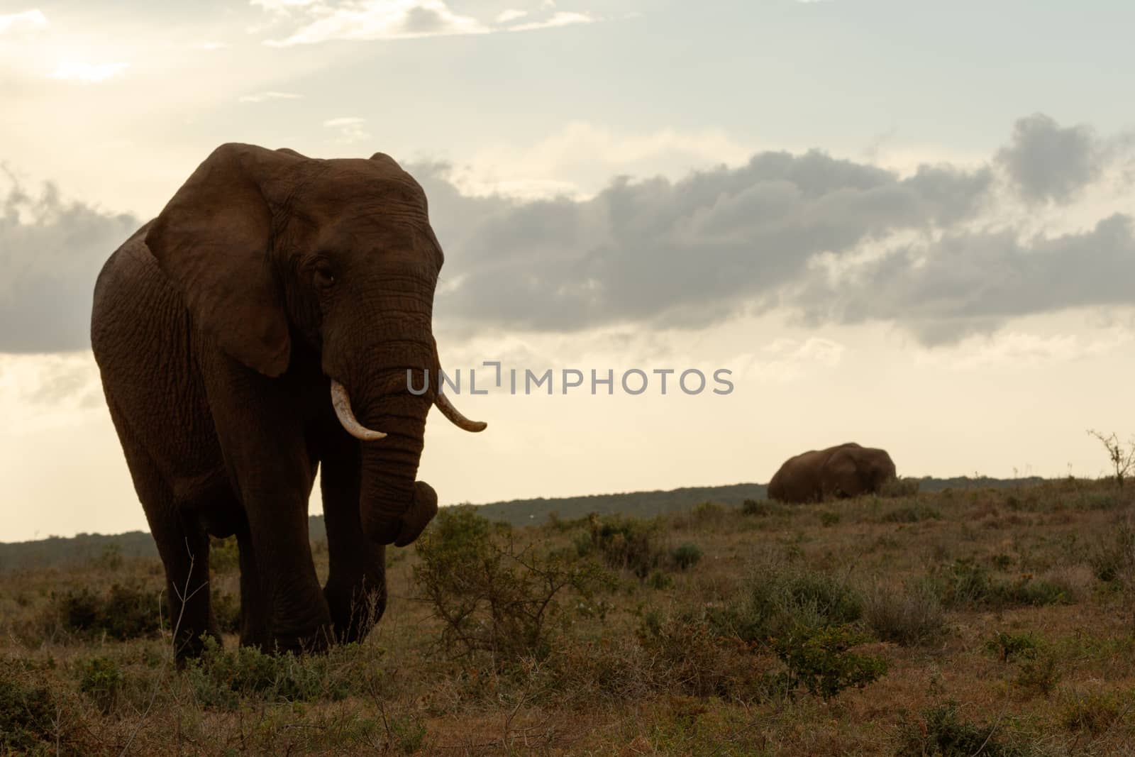 As sundown approaches, the Bush Elephant is walking to find a spot to rest for the night.