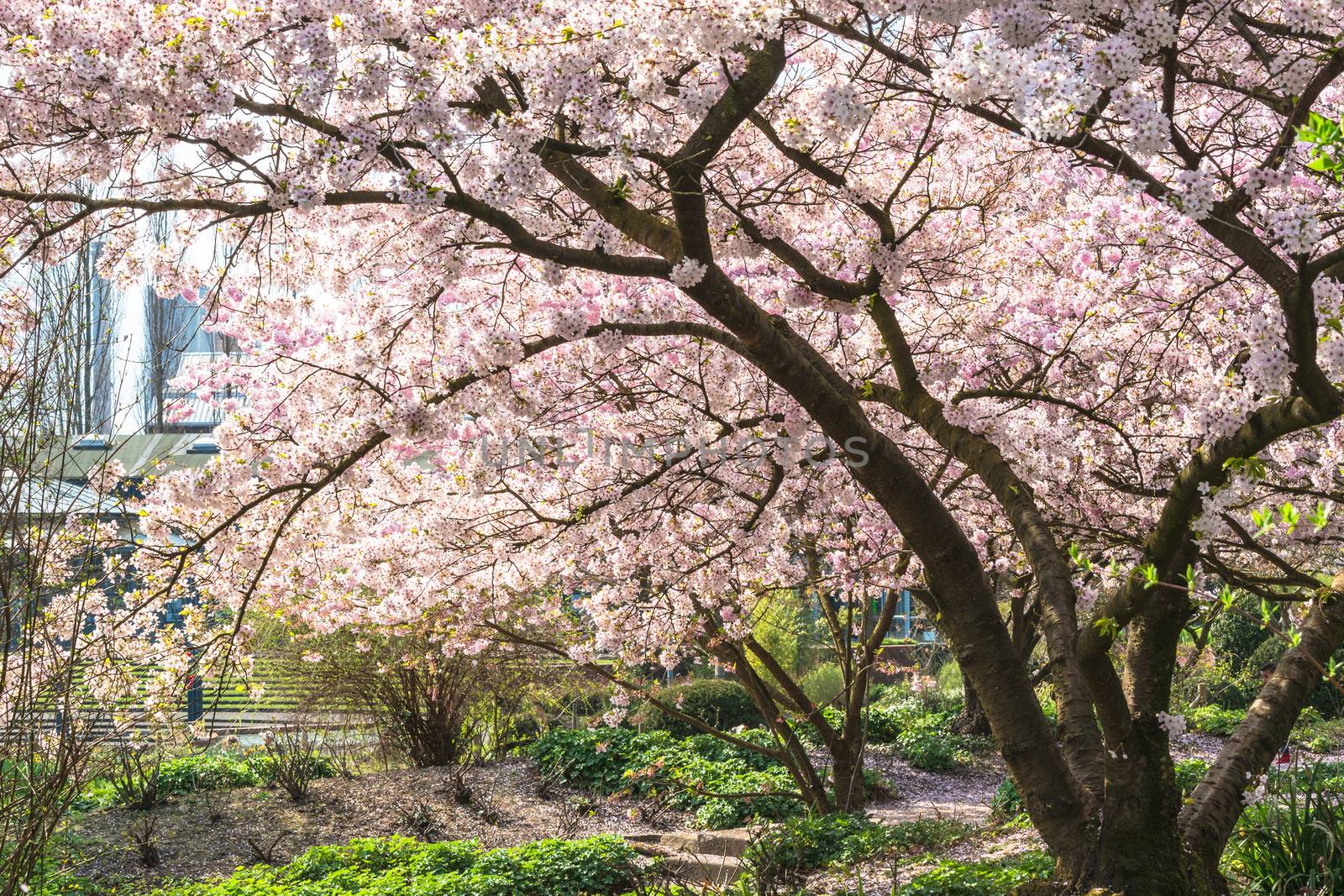 Pink tree blossoms in spring by JFsPic