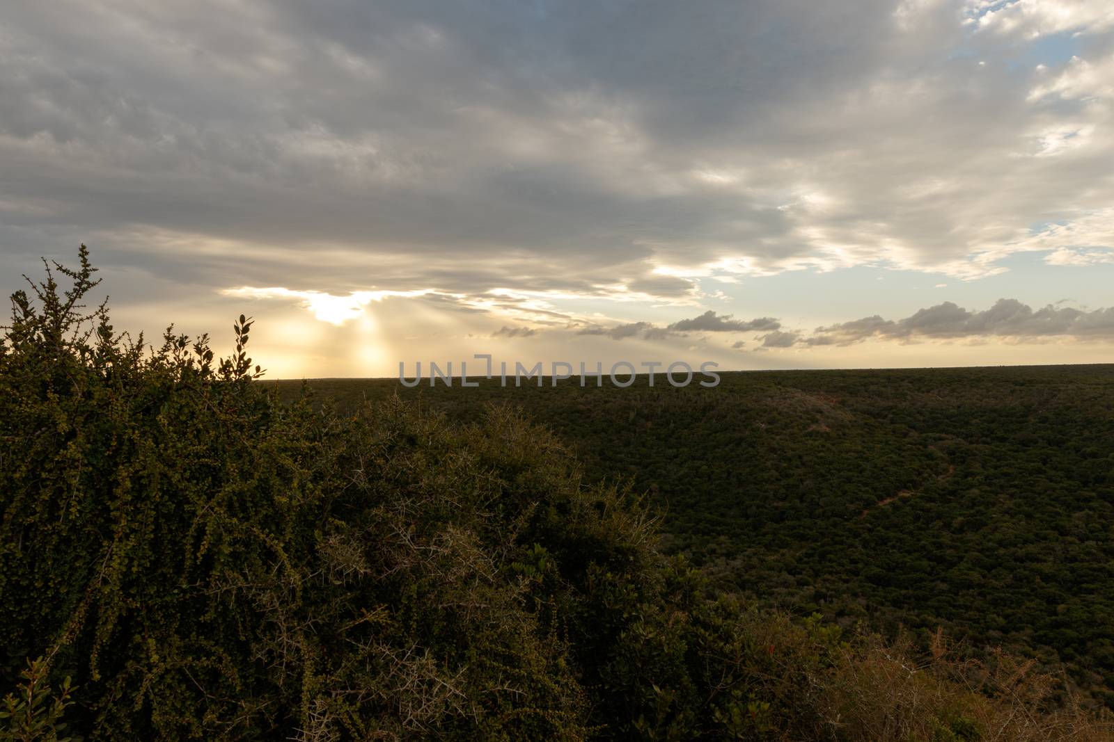 Field of green bushes with a beautiful sun down with cloudy skies.