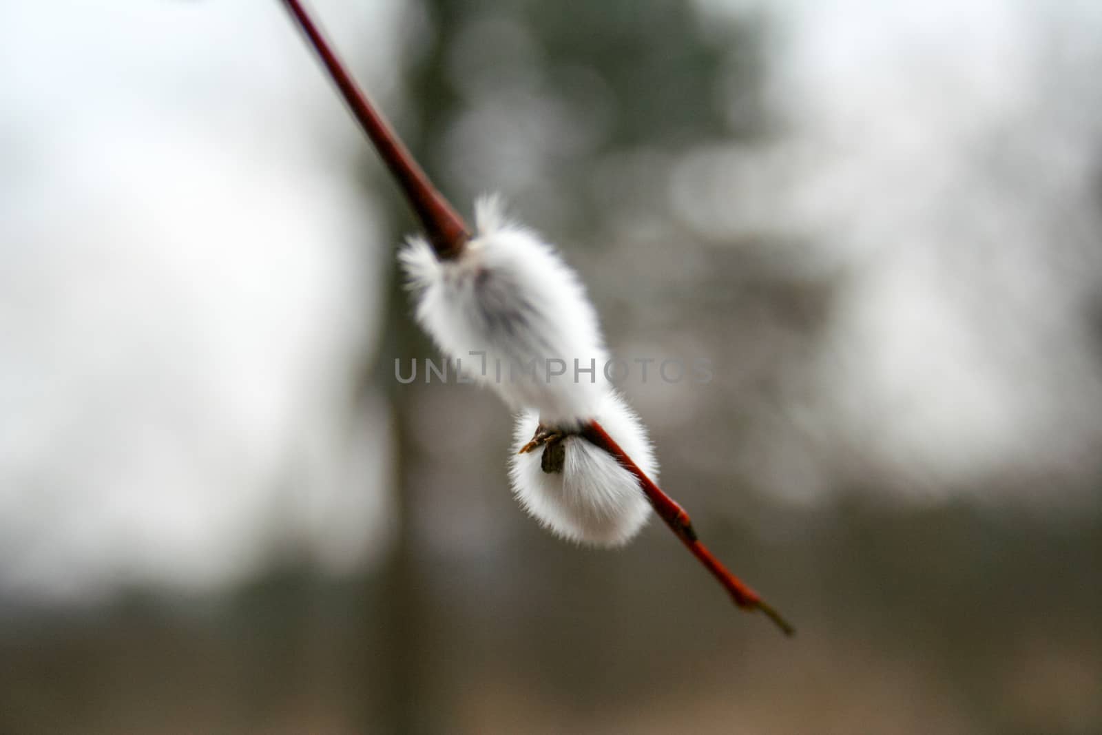 Willow Branch Macro Wallpaper by clusterx