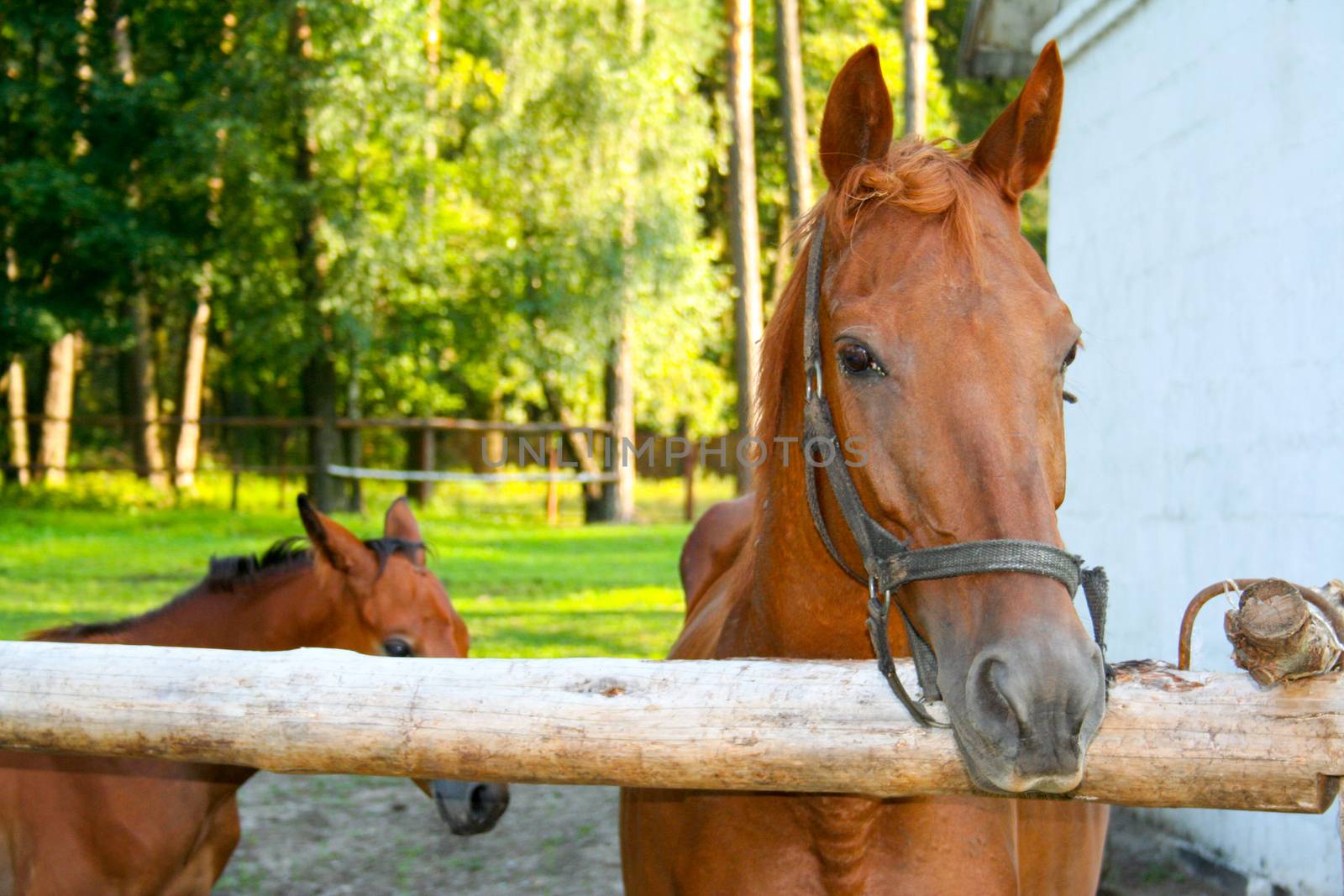 Horse with her foal behind the fence on a horse farm