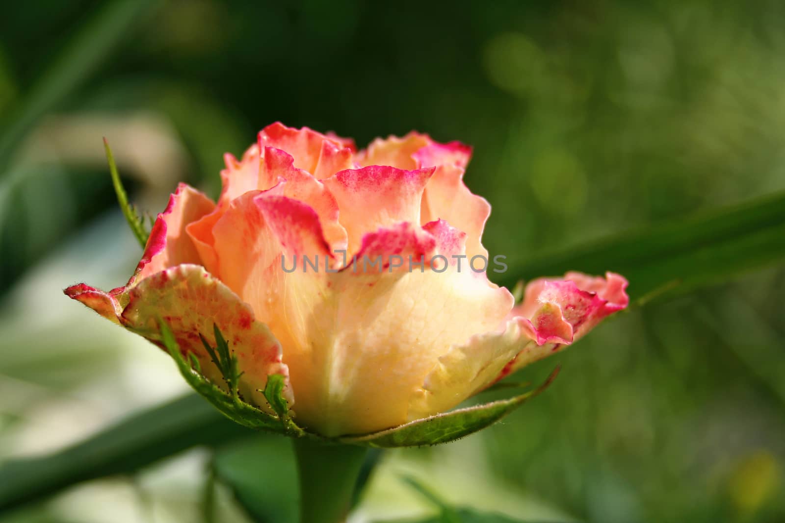 Closeup view of garden rose with defocused bokeh background