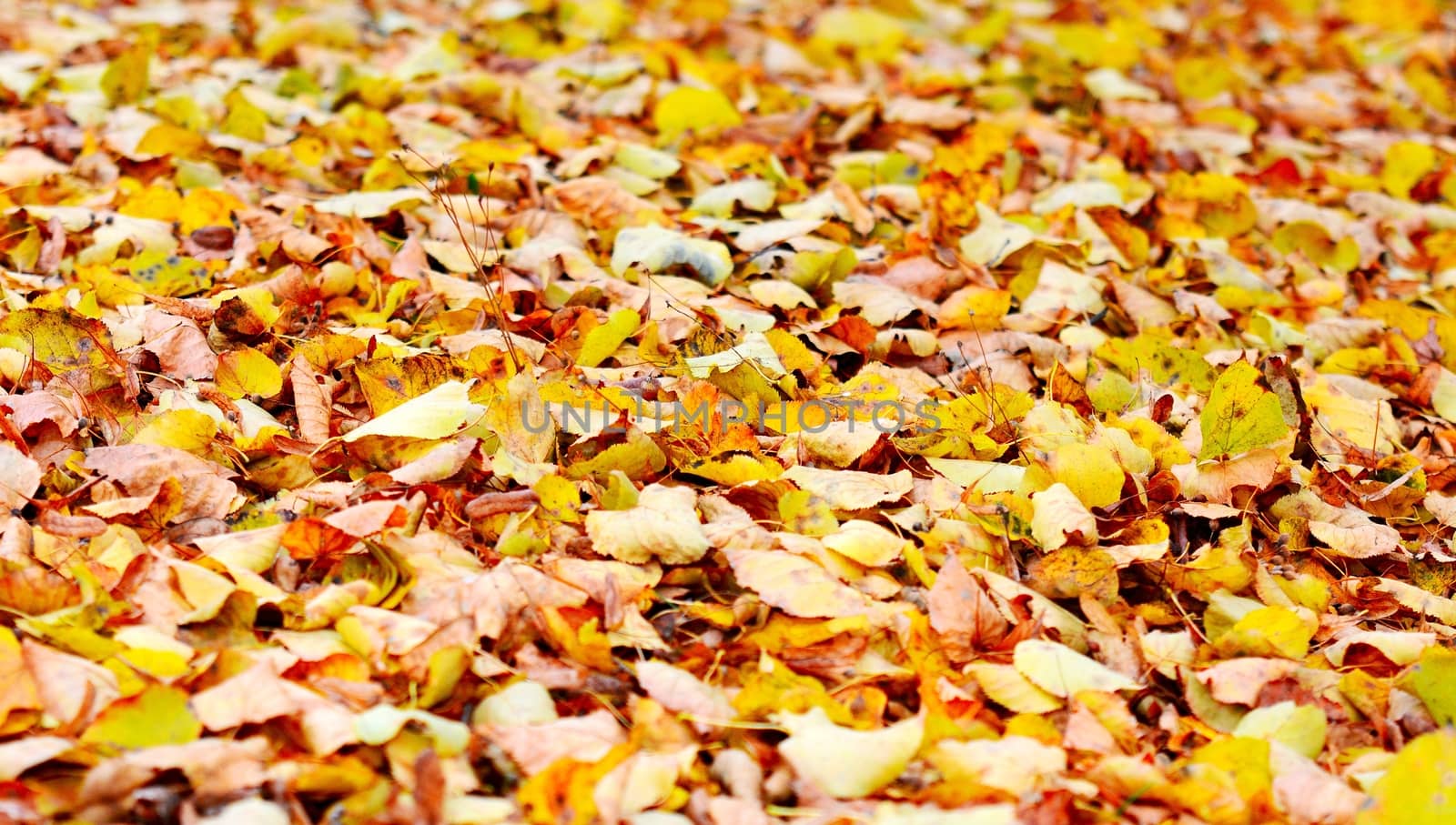 Abstract autumn seasonal background with orange leaves.