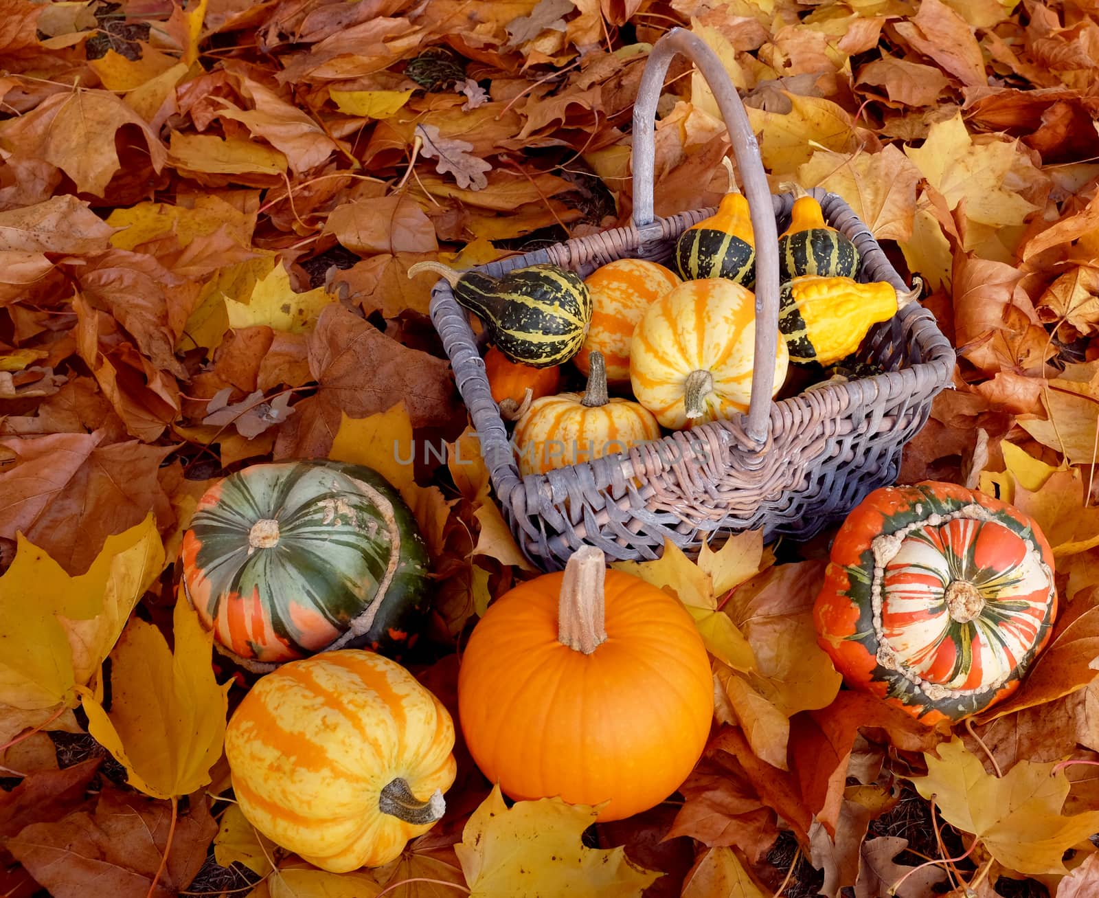 Woven basket full of ornamental pumpkins with colourful gourds on a brown and yellow autumnal foliage