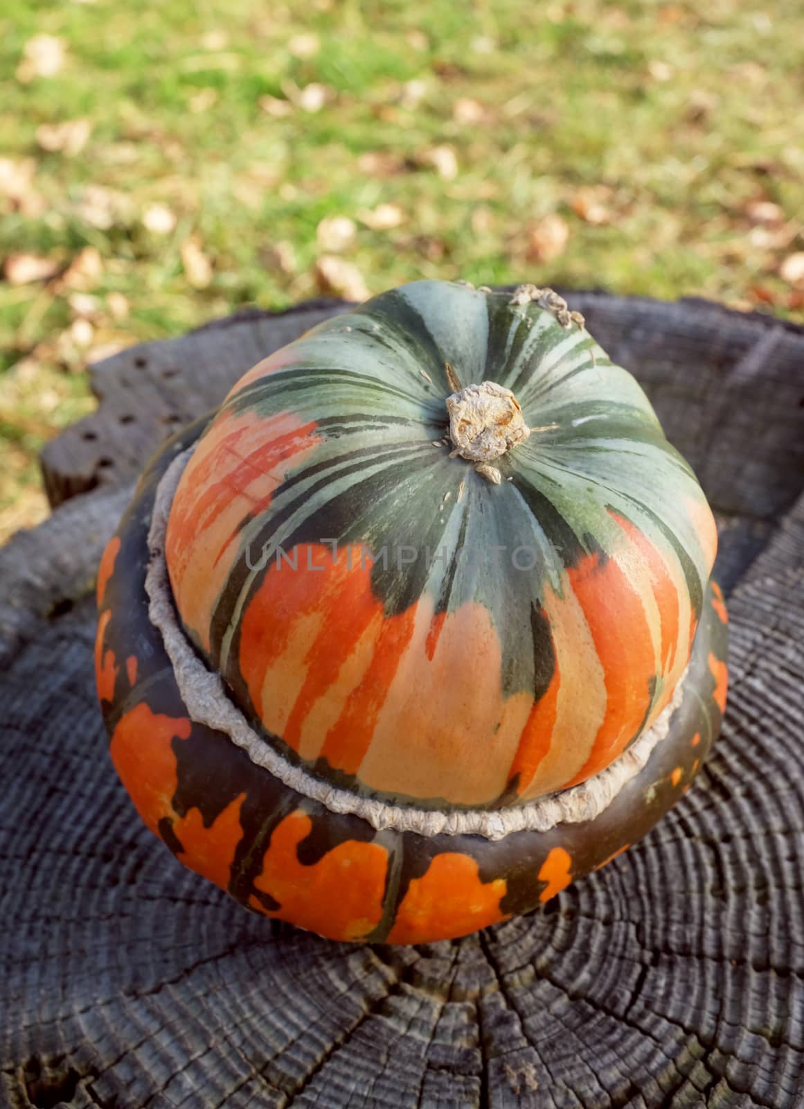 Green and orange French turban squash on a weathered tree stump, autumn leaves and grass beyond