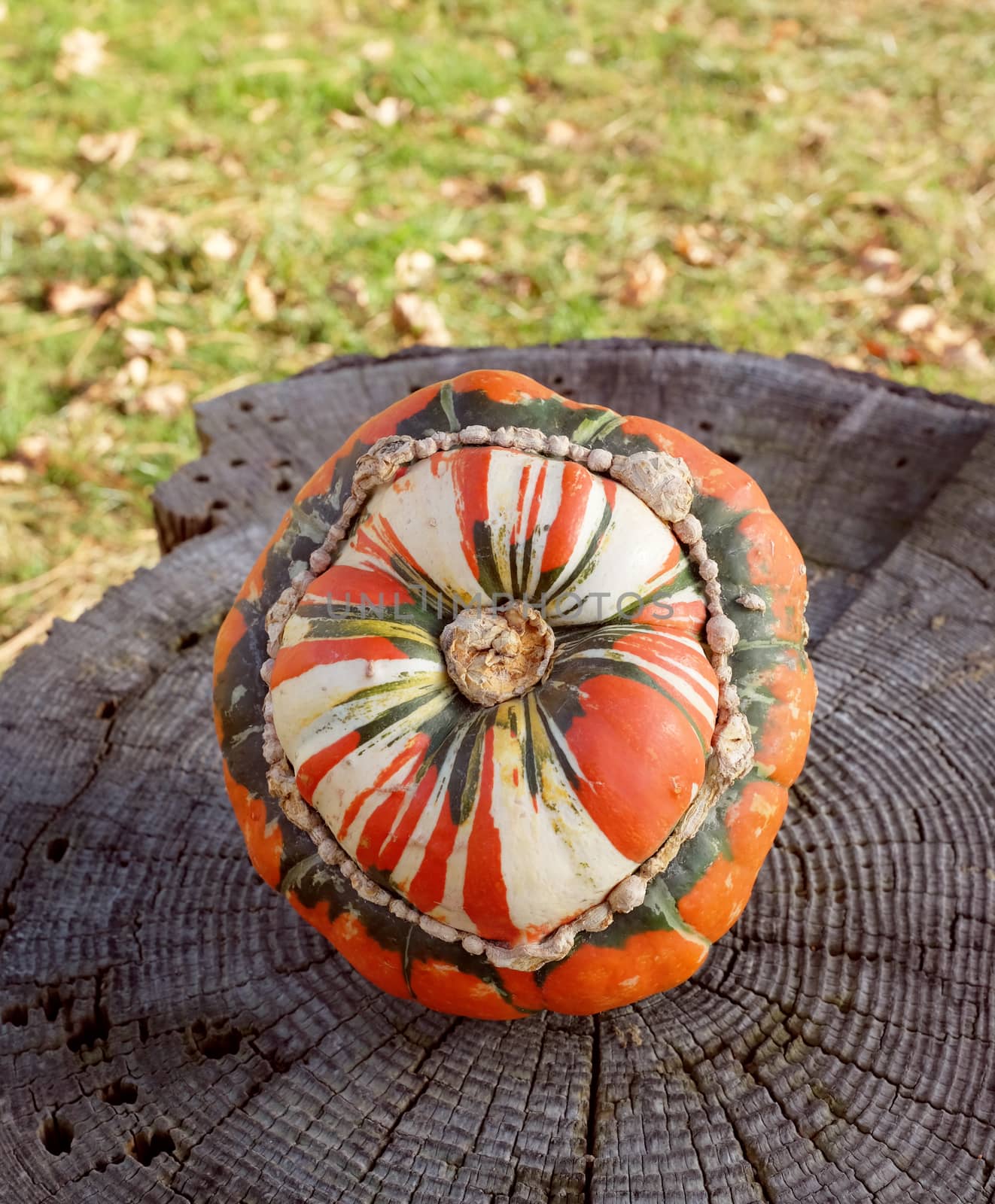 Striped Turks turban squash on a rough tree stump, grass and dry fall leaves beyond