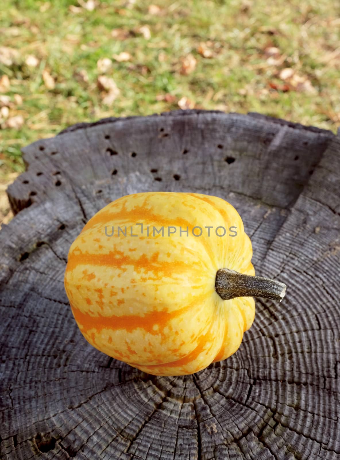 Yellow and orange Festival squash on a weathered tree stump, autumn leaves and green grass beyond