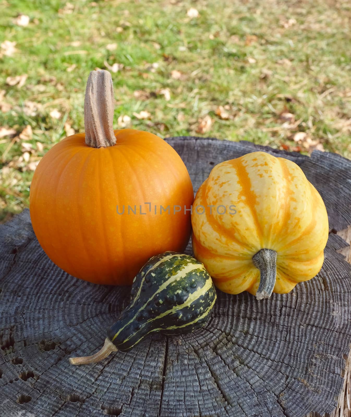 Orange pumpkin, yellow Festival squash and green ornamental gourd on a tree stump, grass and autumn leaves beyond