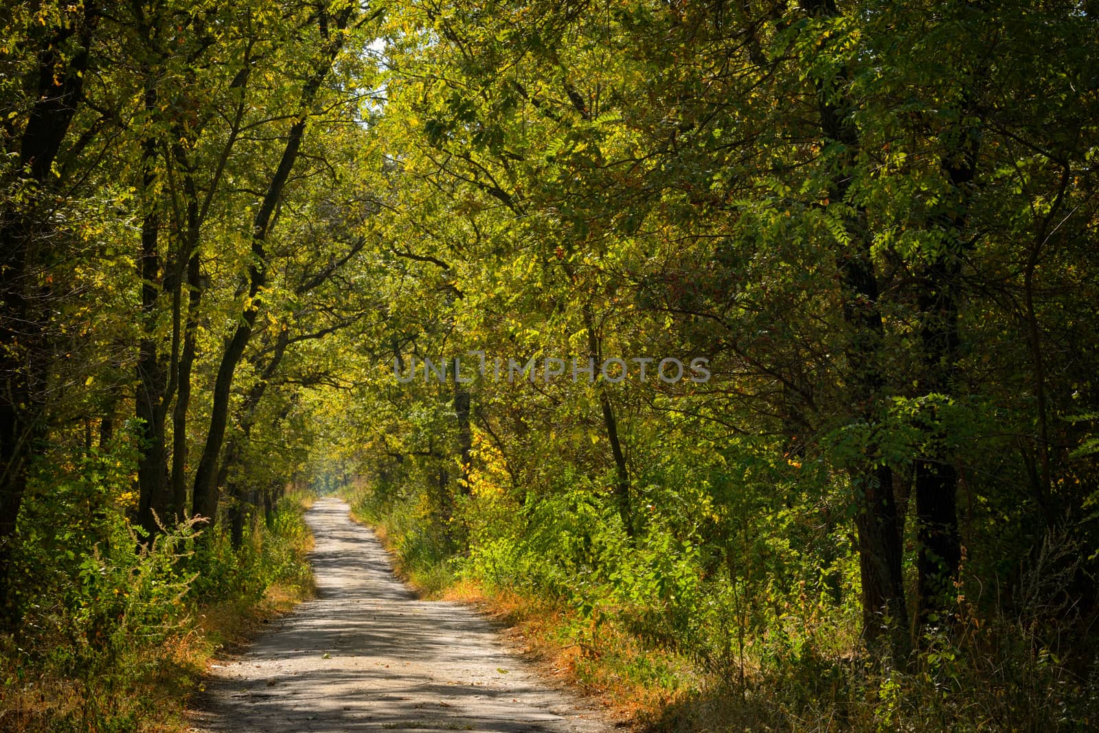 sunny young oak forest with road