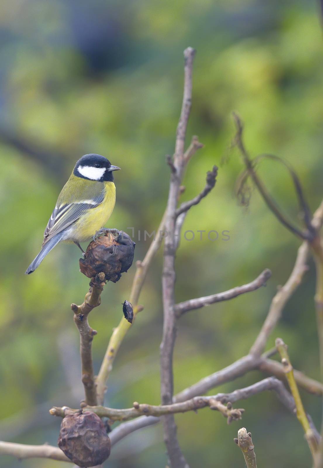 Great tit on a tree branch in autumn