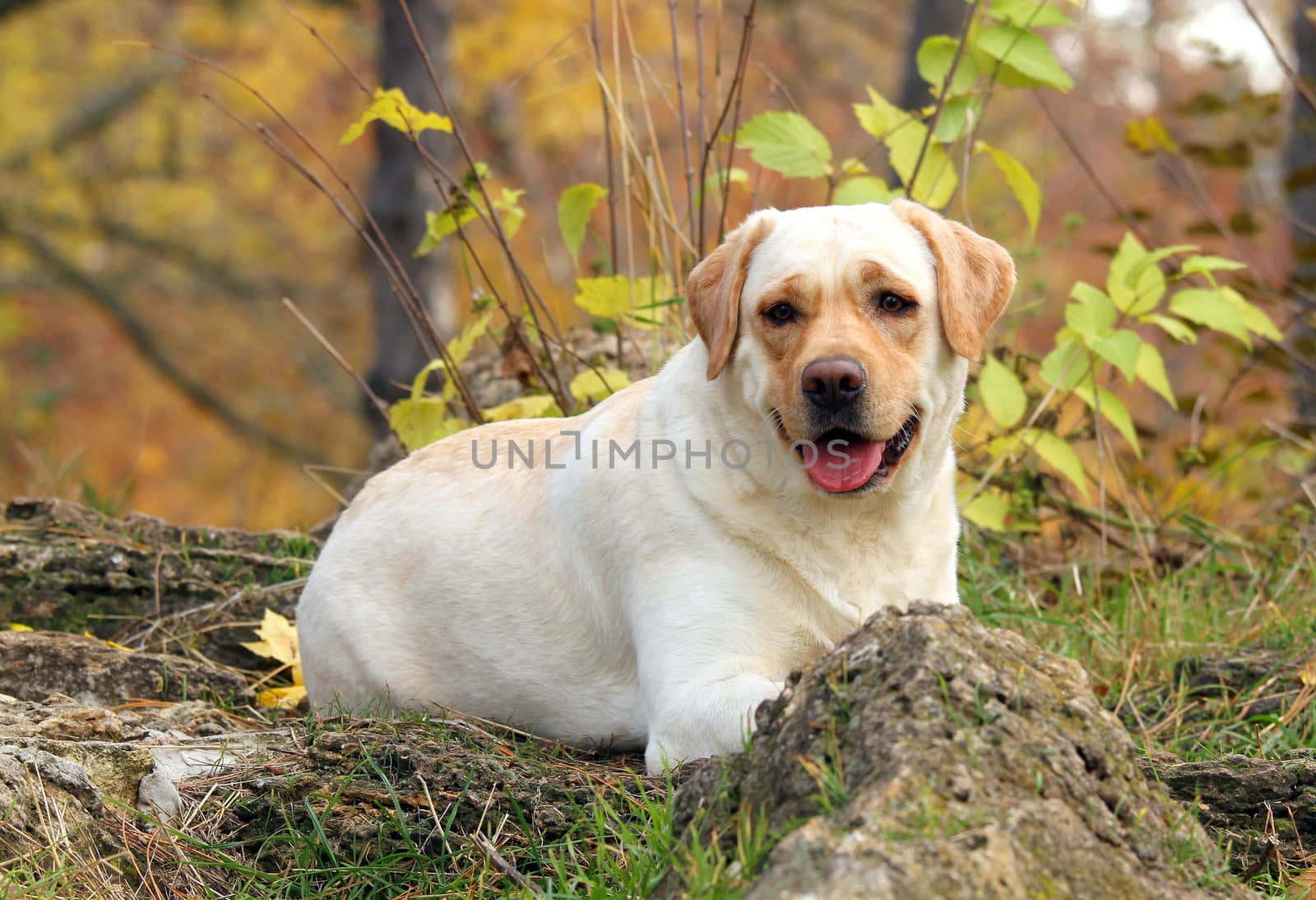 a nice yellow labrador in the park in autumn