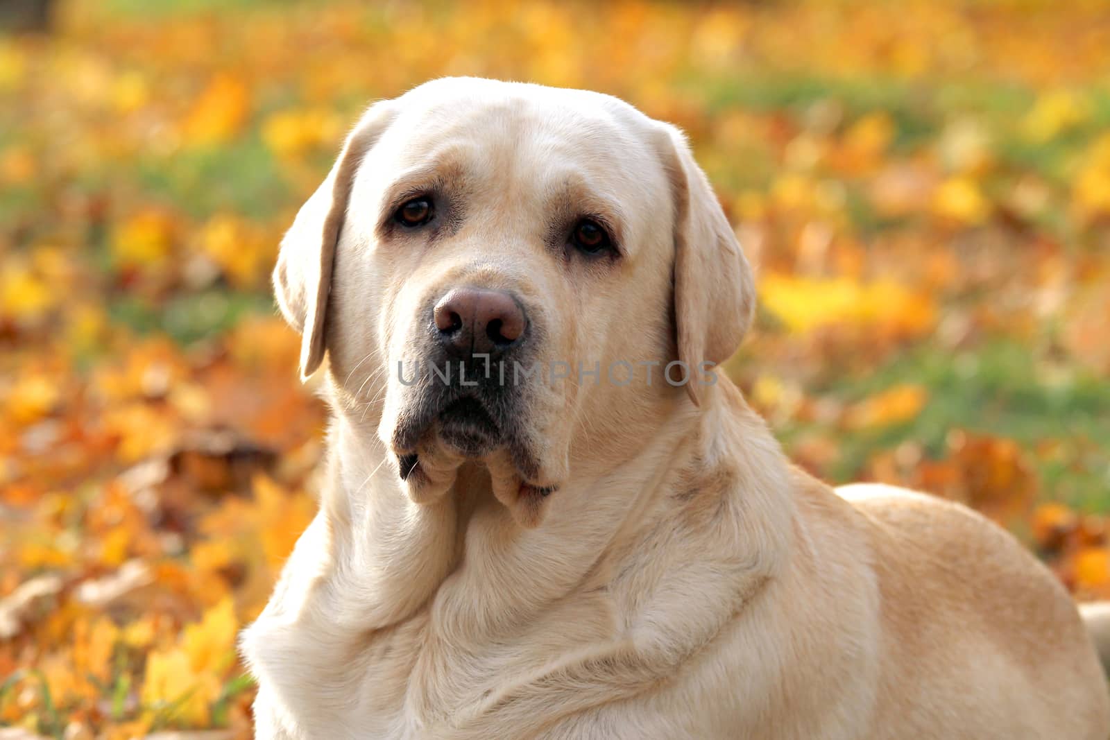 the cute nice yellow labrador in the park in autumn
