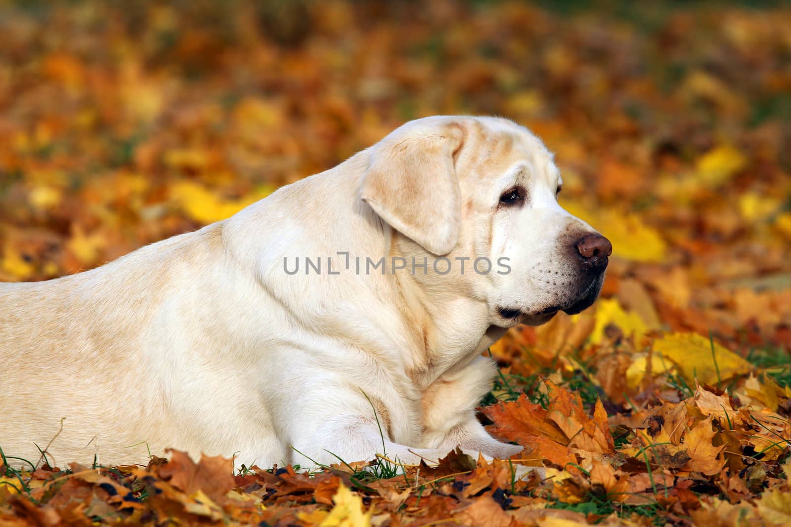 a cute nice yellow labrador in the park in autumn