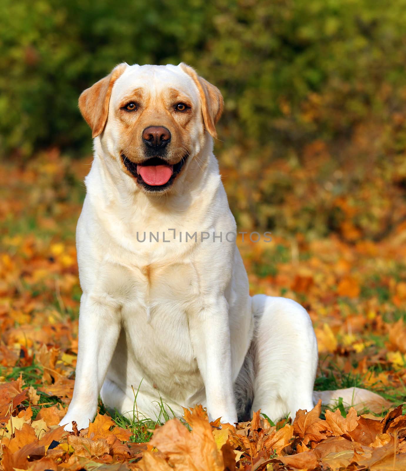 a cute nice yellow labrador retriever in the park in autumn