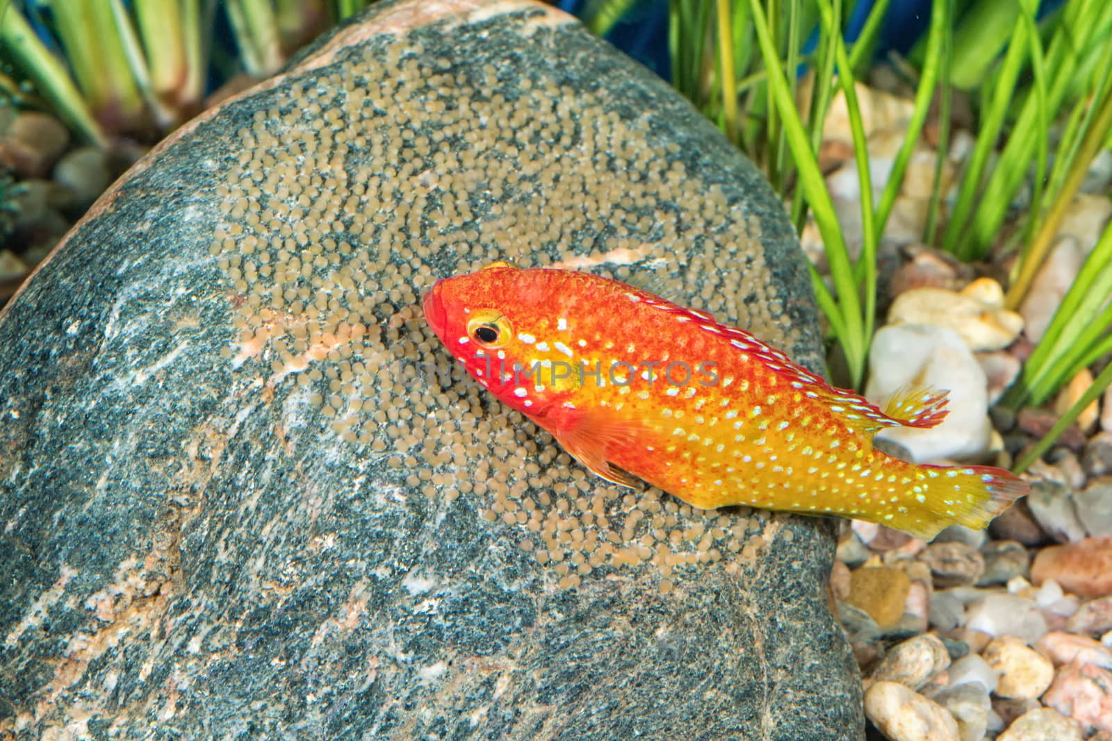 Portrait of freshwater cichlid fish (Hemichromis sp.) in aquarium