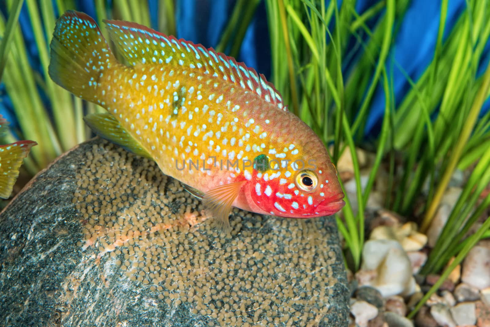 Portrait of freshwater cichlid fish (Hemichromis sp.) in aquarium