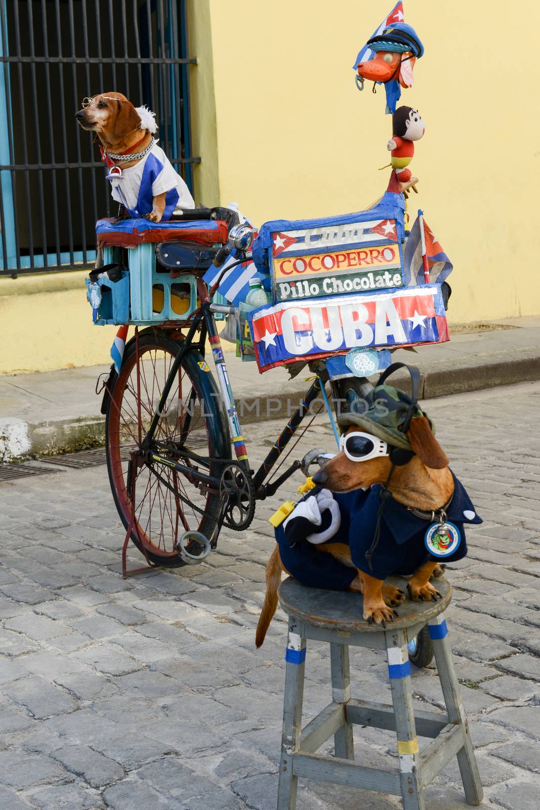 Two dogs on the street of Old Havana by Fotoember
