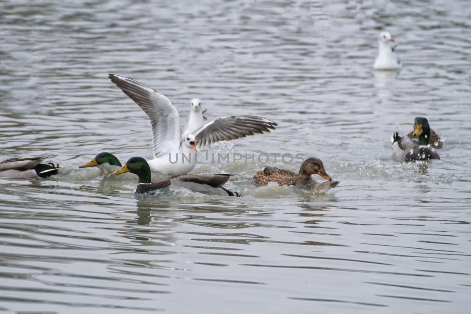 Ducks and seagulls on lake searching food