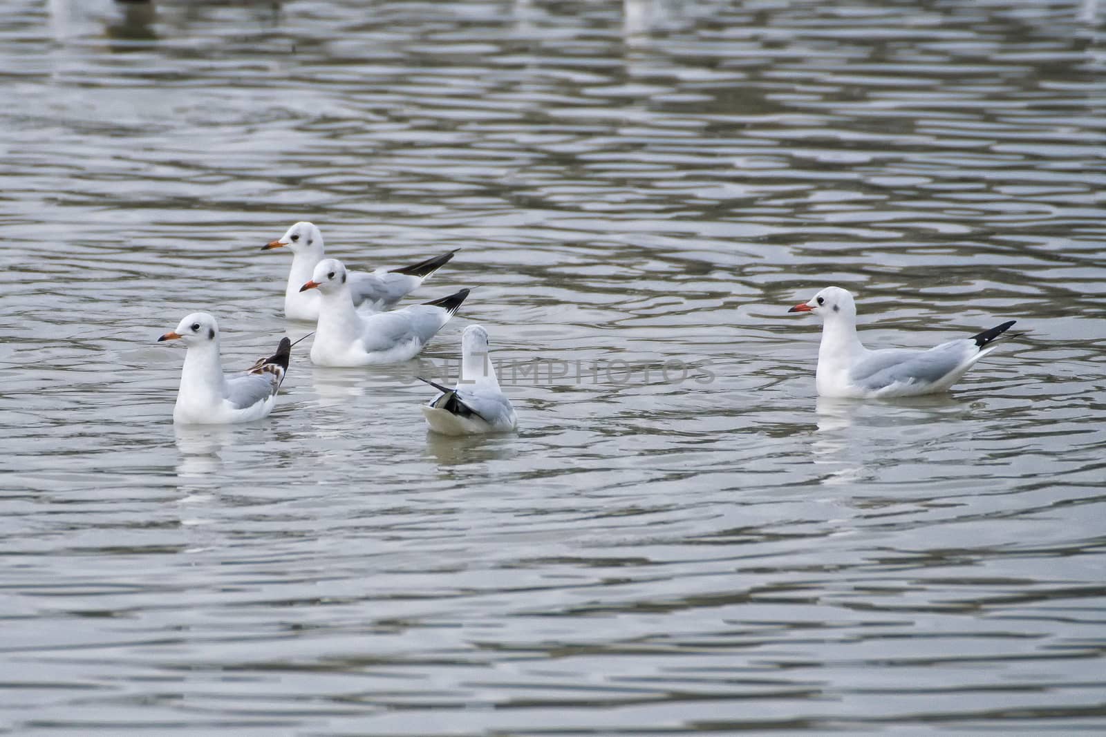 Seagulls swims on lake and search food