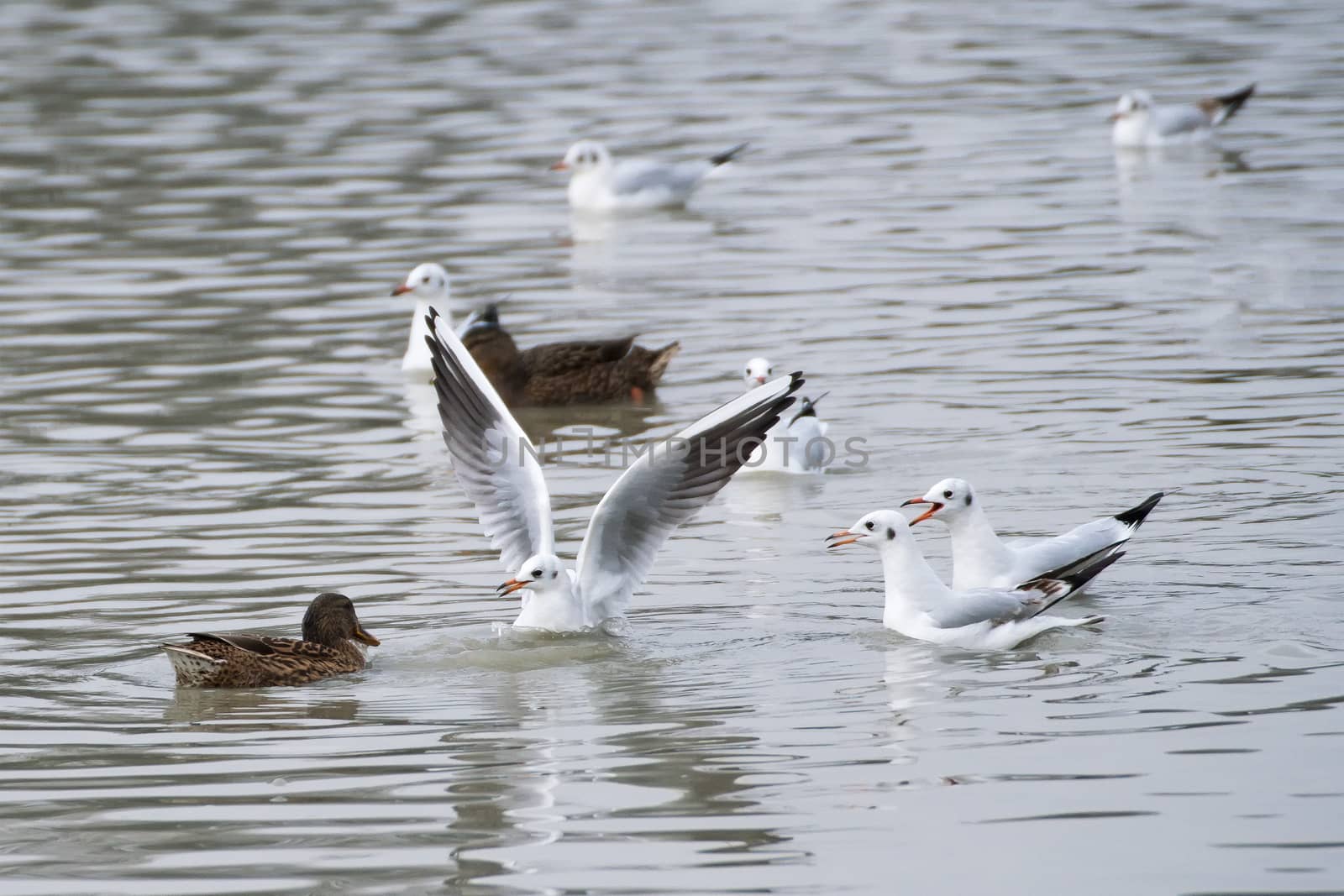 Ducks and seagulls on lake searching food