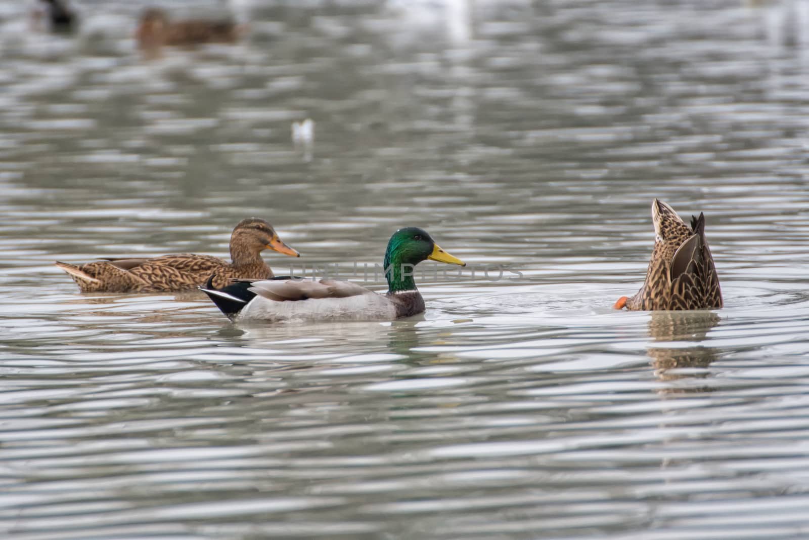 Wild ducks (Anas platyrhynchos) swim on a lake