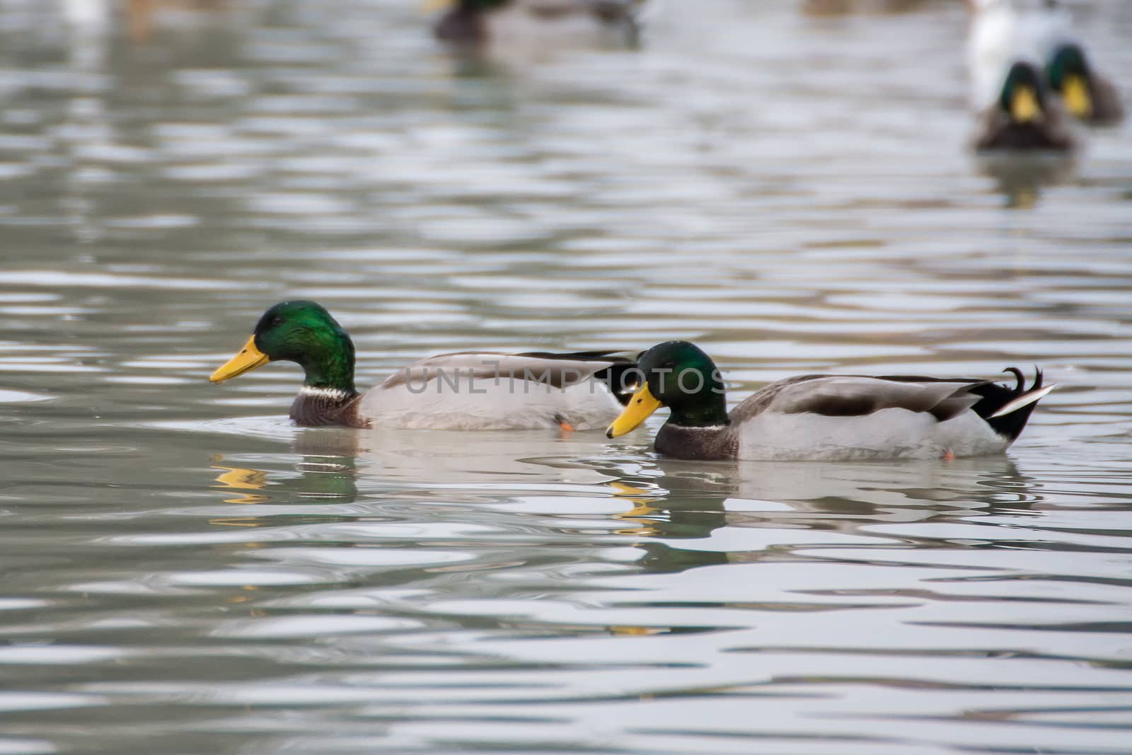 Wild ducks (Anas platyrhynchos) swim on a lake