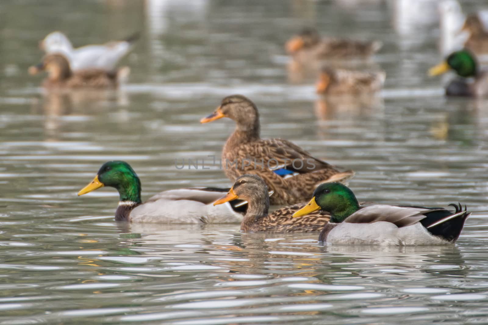 Wild ducks (Anas platyrhynchos) swim on a lake