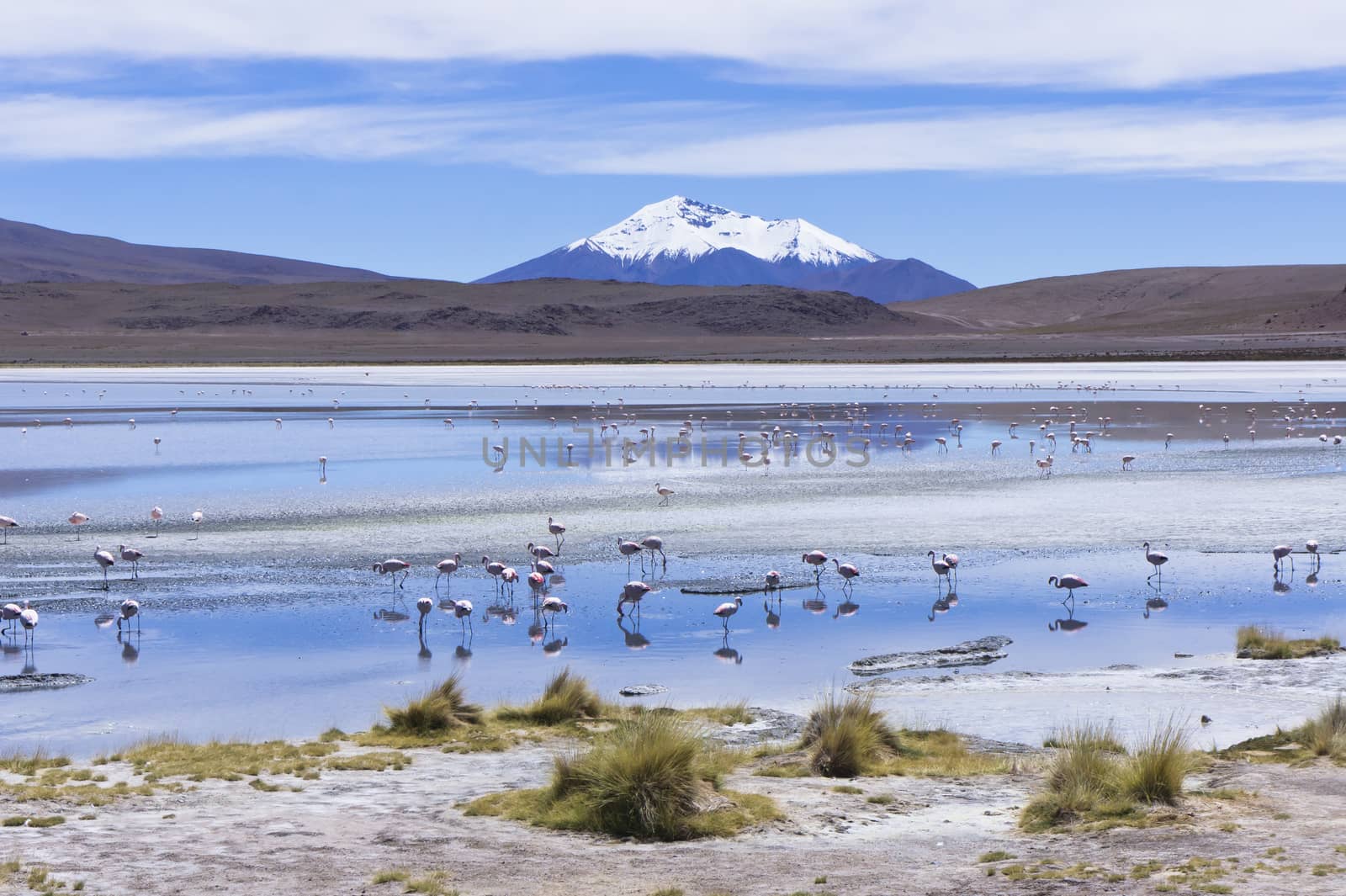 Laguna Pasto Grande, Bolivia, South America by giannakisphoto