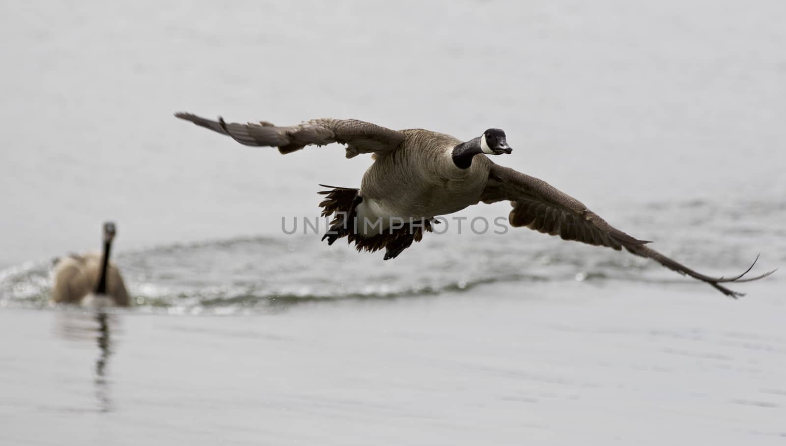 Beautiful isolated image with a Canada goose flying away from his rival