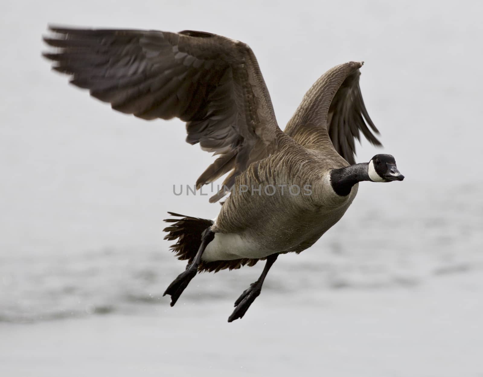 Beautiful isolated image with a flying Canada goose