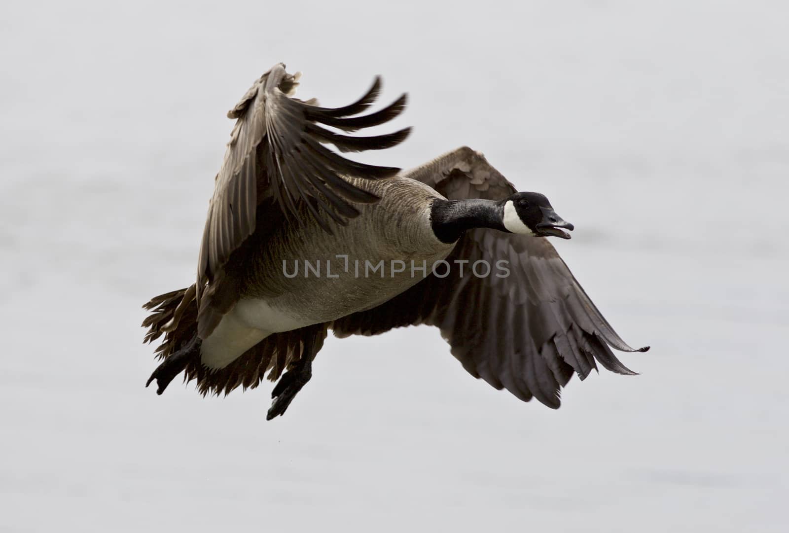 Beautiful isolated photo of a flying Canada goose