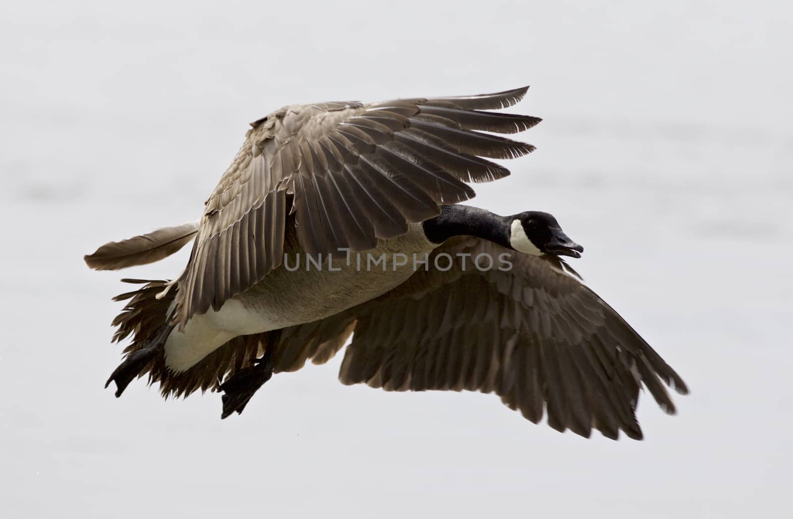 Beautiful isolated picture with a flying Canada goose by teo