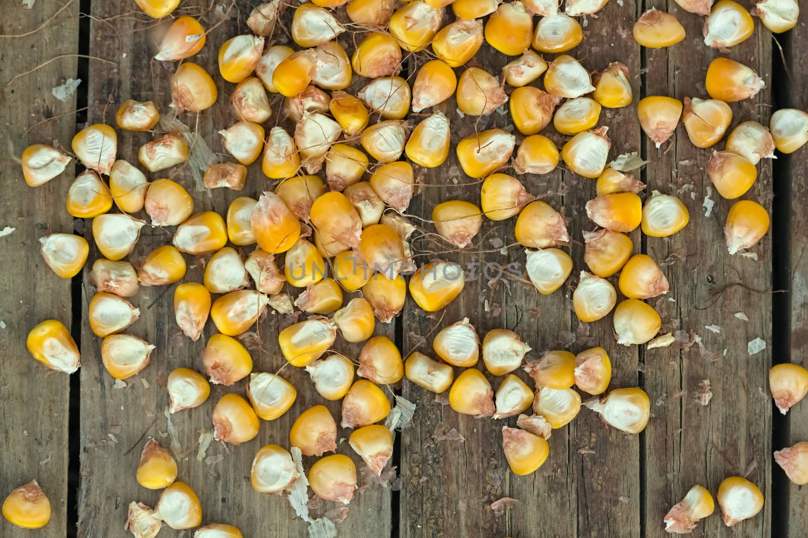 Randomly scattered ripe yellow corn on the rough wooden background. Close up image. Top view.