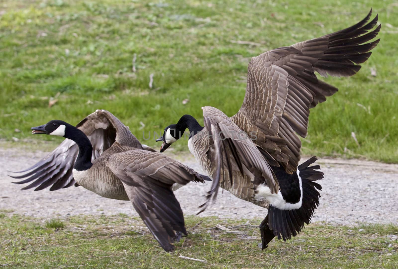 Photo of a fight between two Canada geese by teo