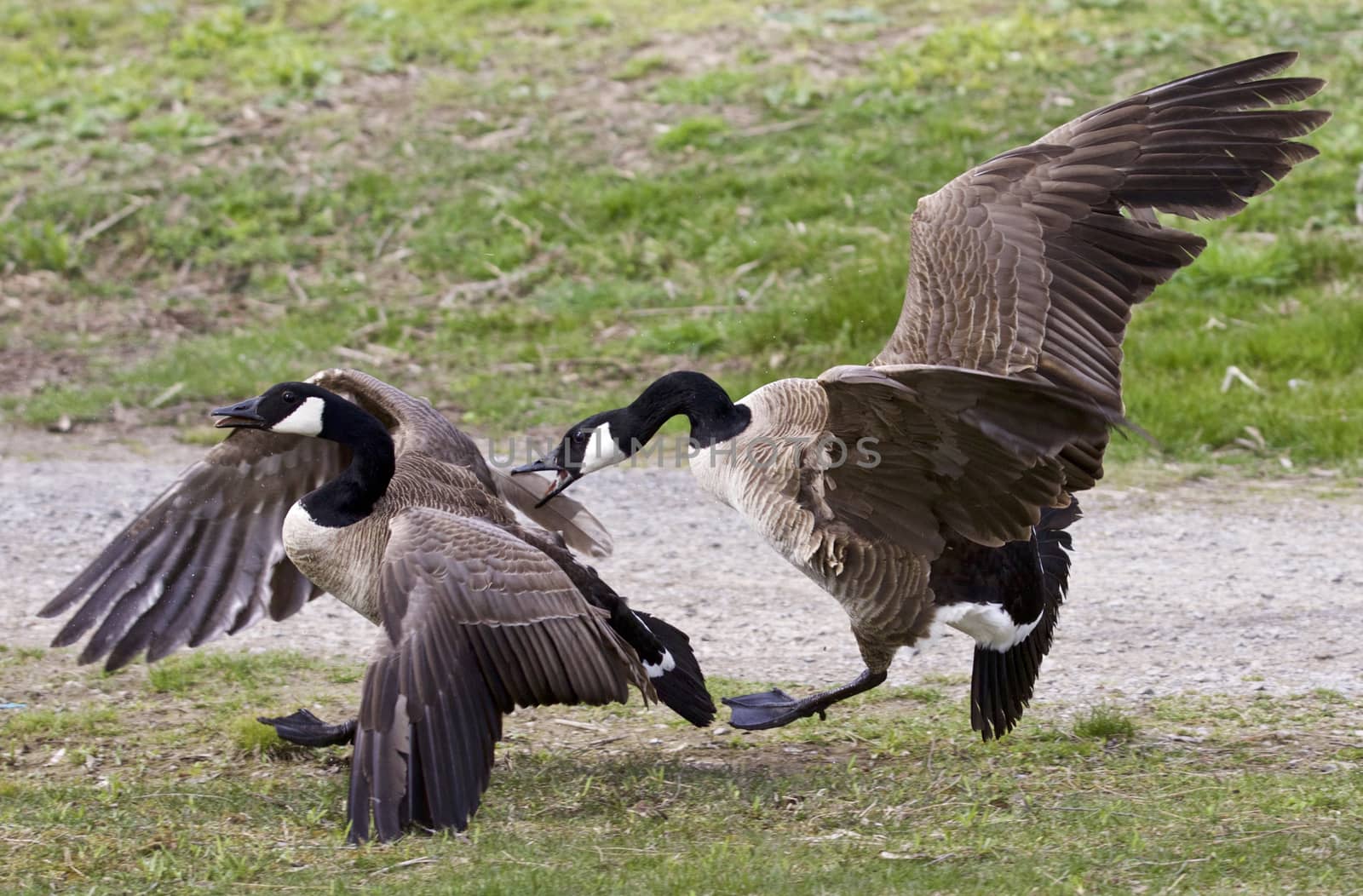 Isolated picture with a fight between two Canada geese by teo