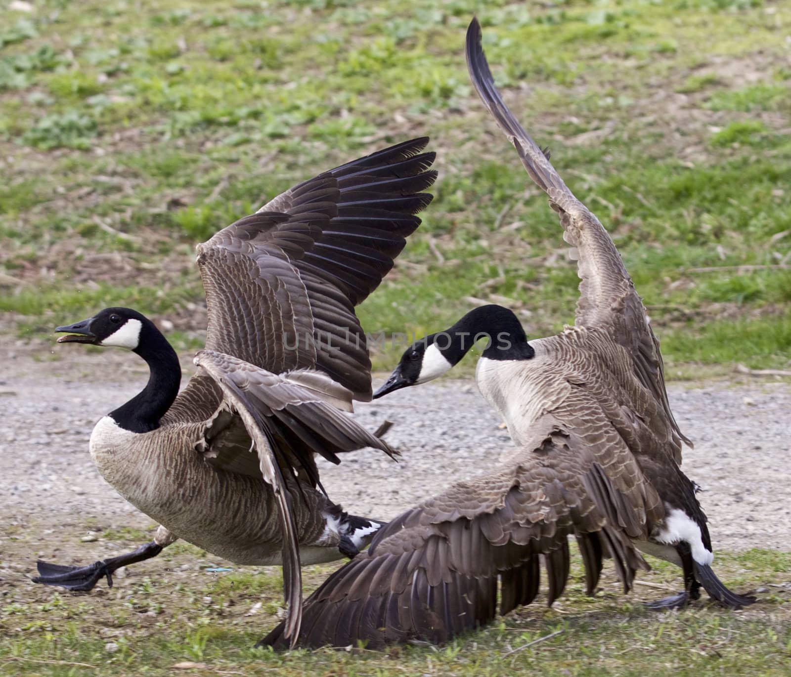Isolated photo with a fight between two Canada geese by teo