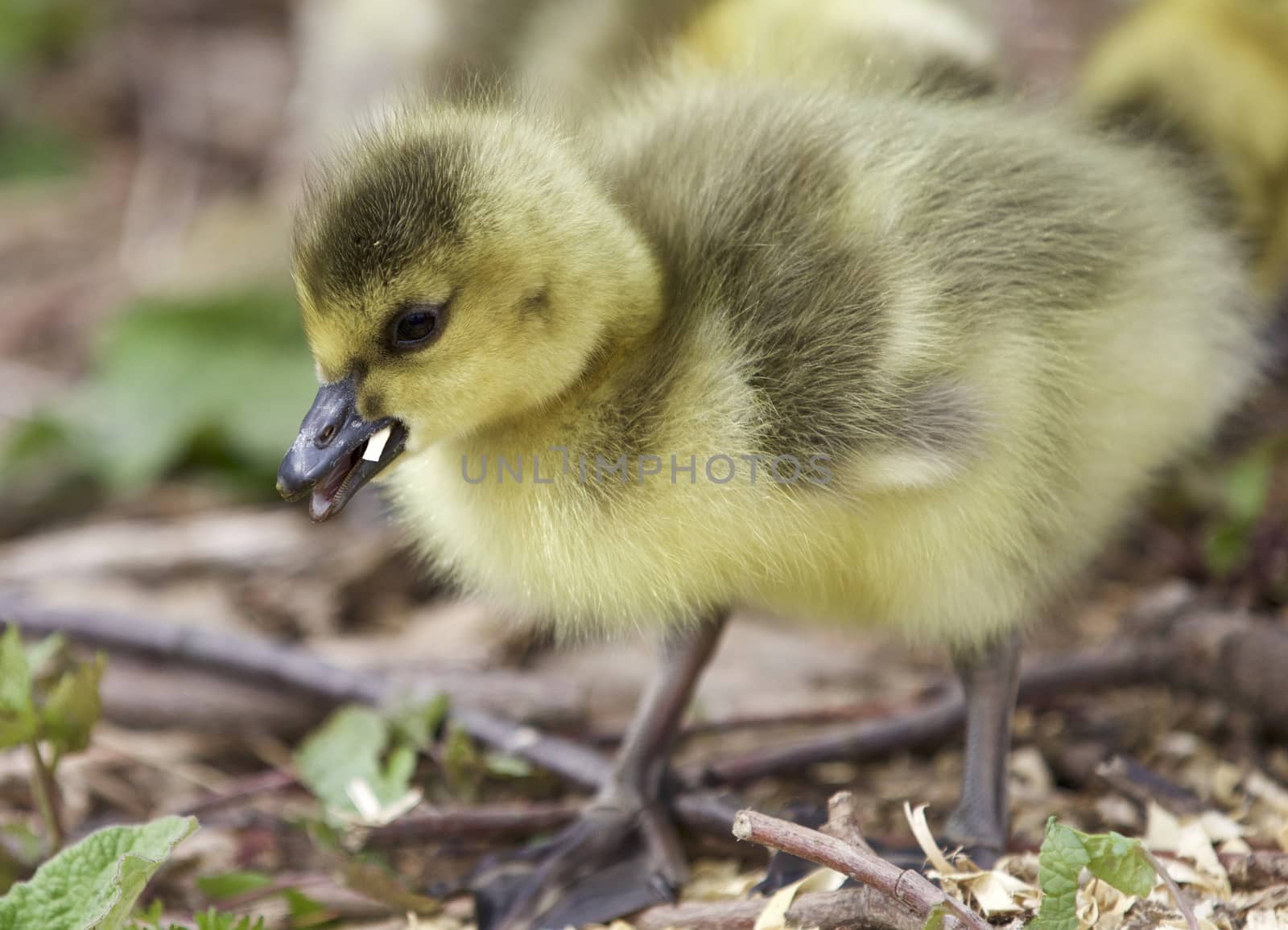 Isolated photo of a chick of Canada geese by teo