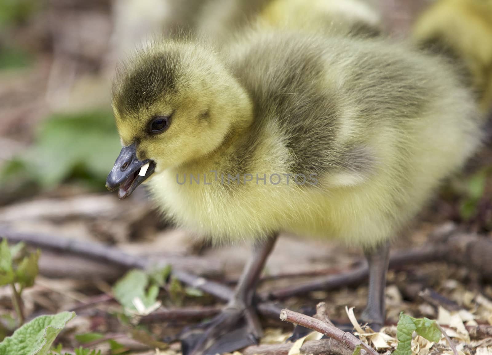 Beautiful isolated photo of a chick of Canada geese