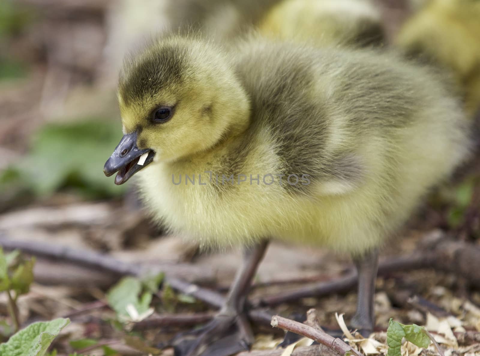 Beautiful background with a cute chick of Canada geese by teo