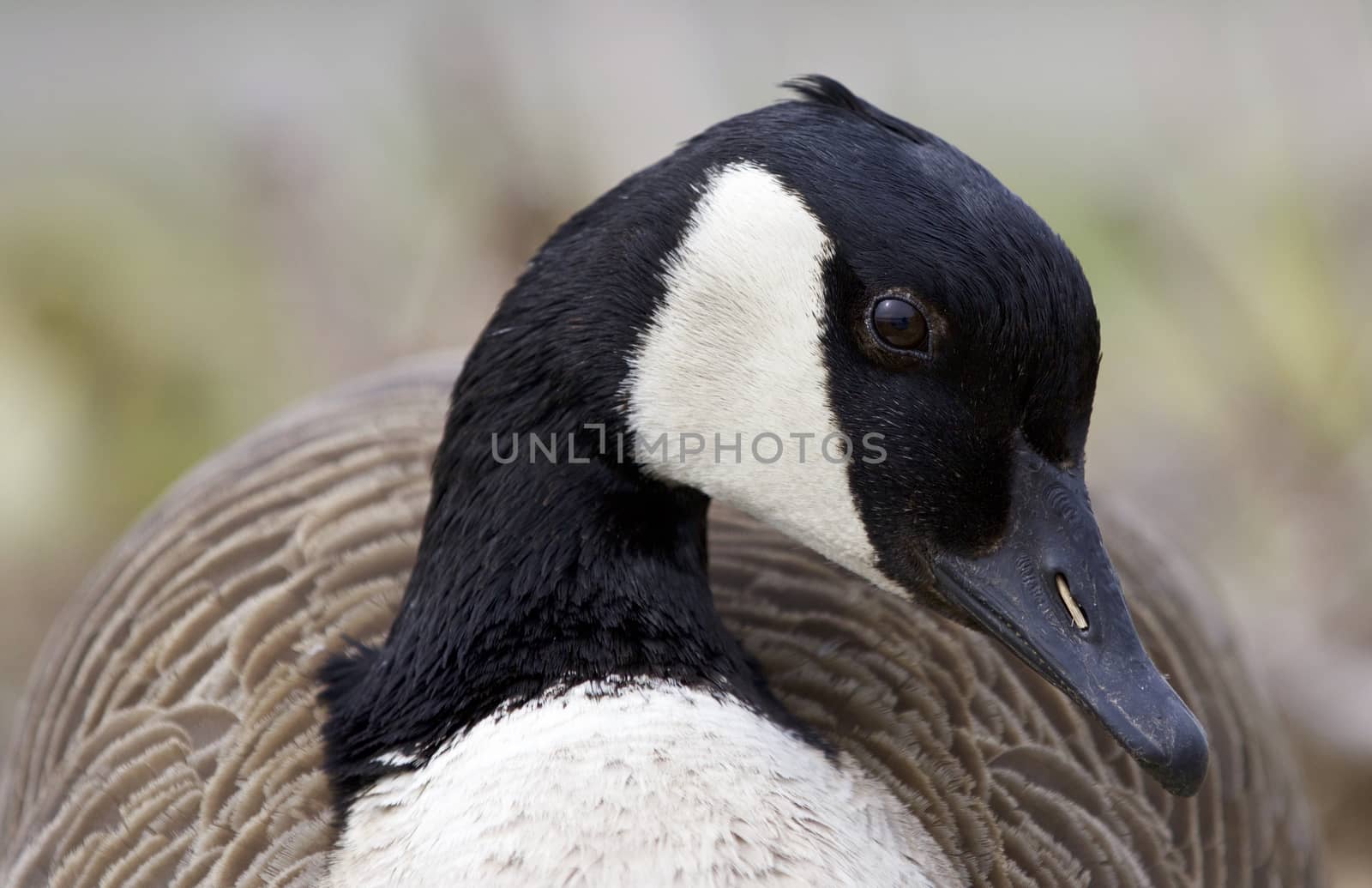 Beautiful portrait of a cute Canada goose