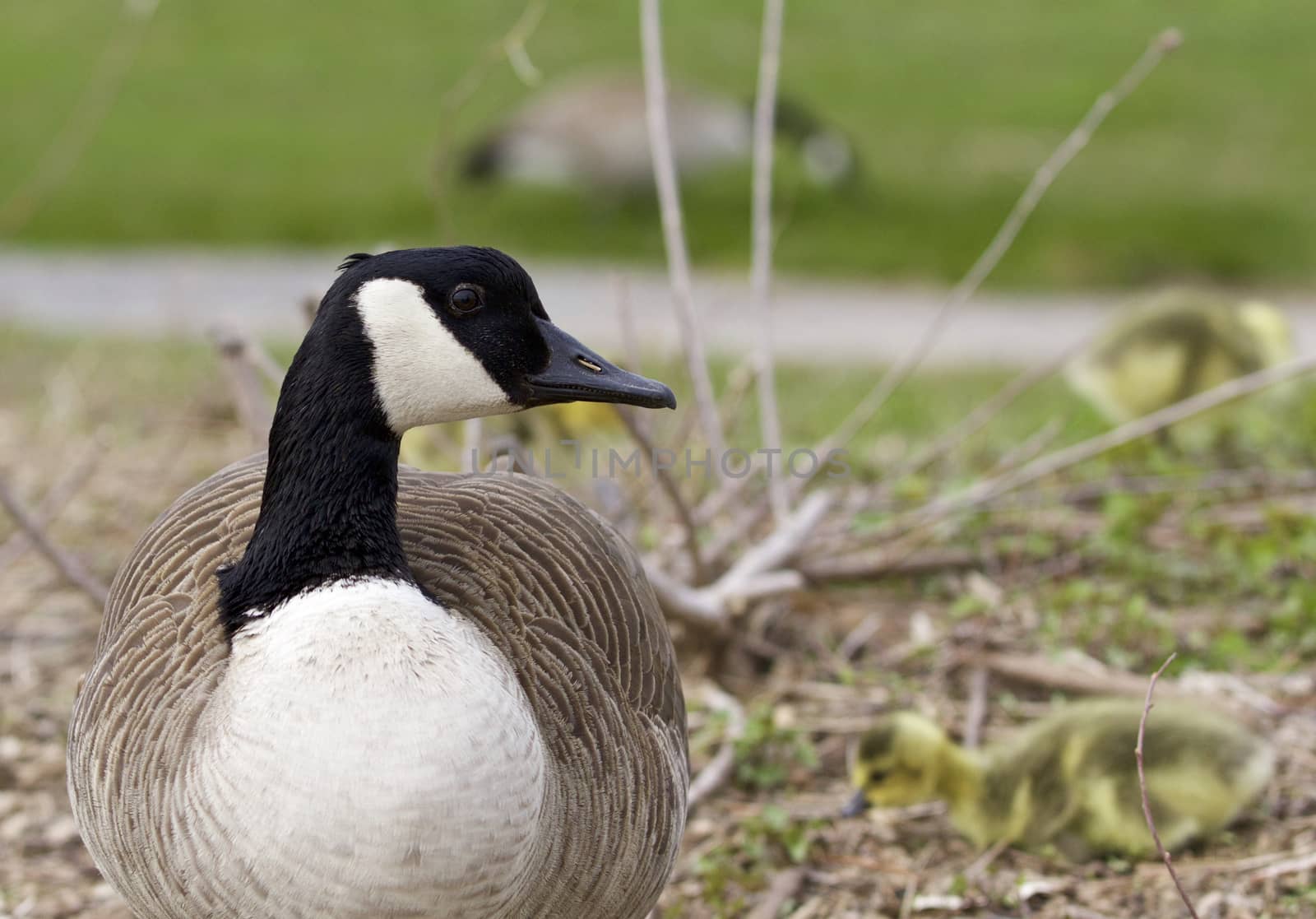 Beautiful image with a funny cute Canada geese by teo