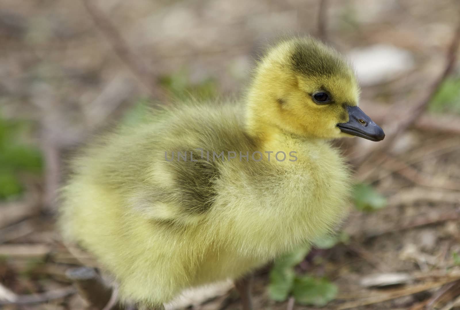 Beautiful isolated photo of a chick of Canada geese