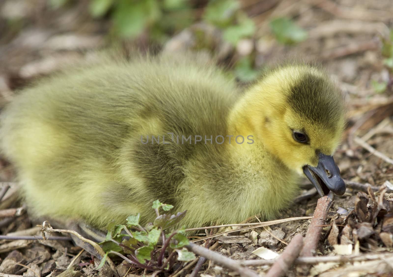 Beautiful picture with a cute chick on the grass by teo