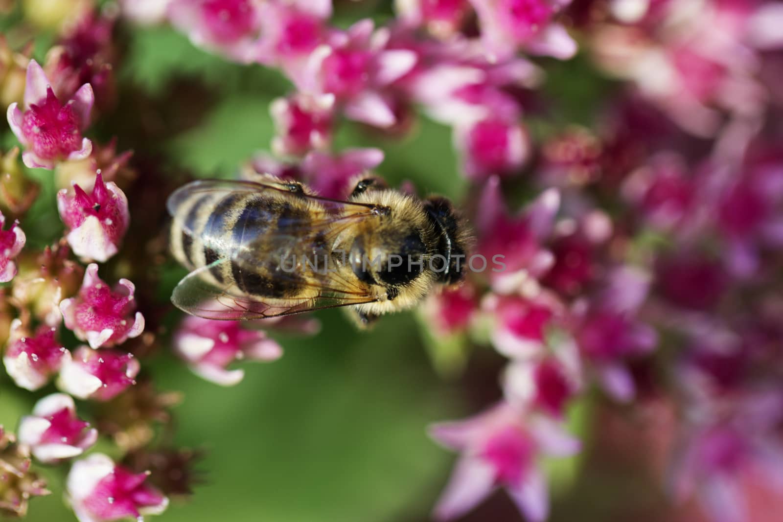 Bee on a flower of the Sedum (Stonecrop) in blossom. Macro of honey bee (Apis) feeding on pink (rose) flower