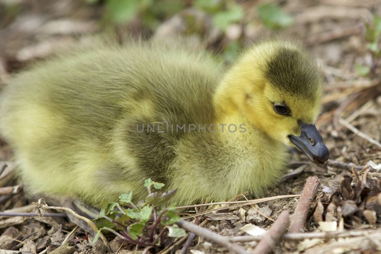 Beautiful isolated image with a cute chick of Canada geese